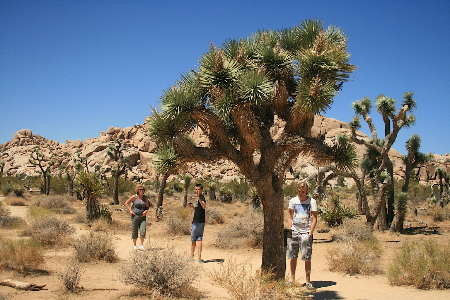 Joshua Tree National Park