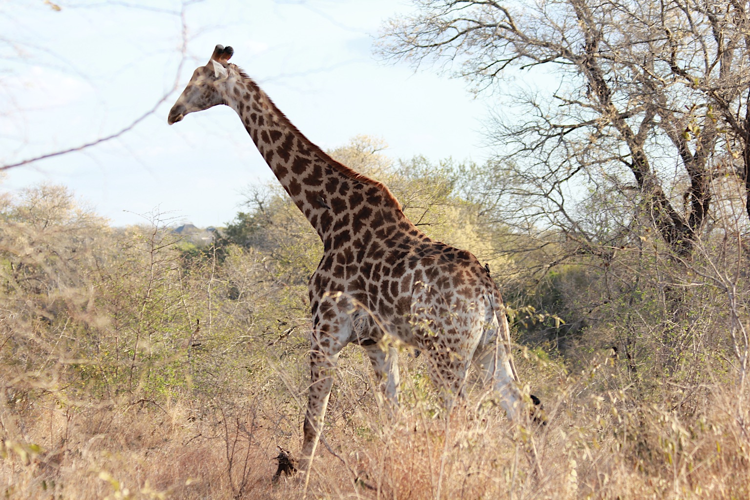 Zuid-Afrika – Krugerpark