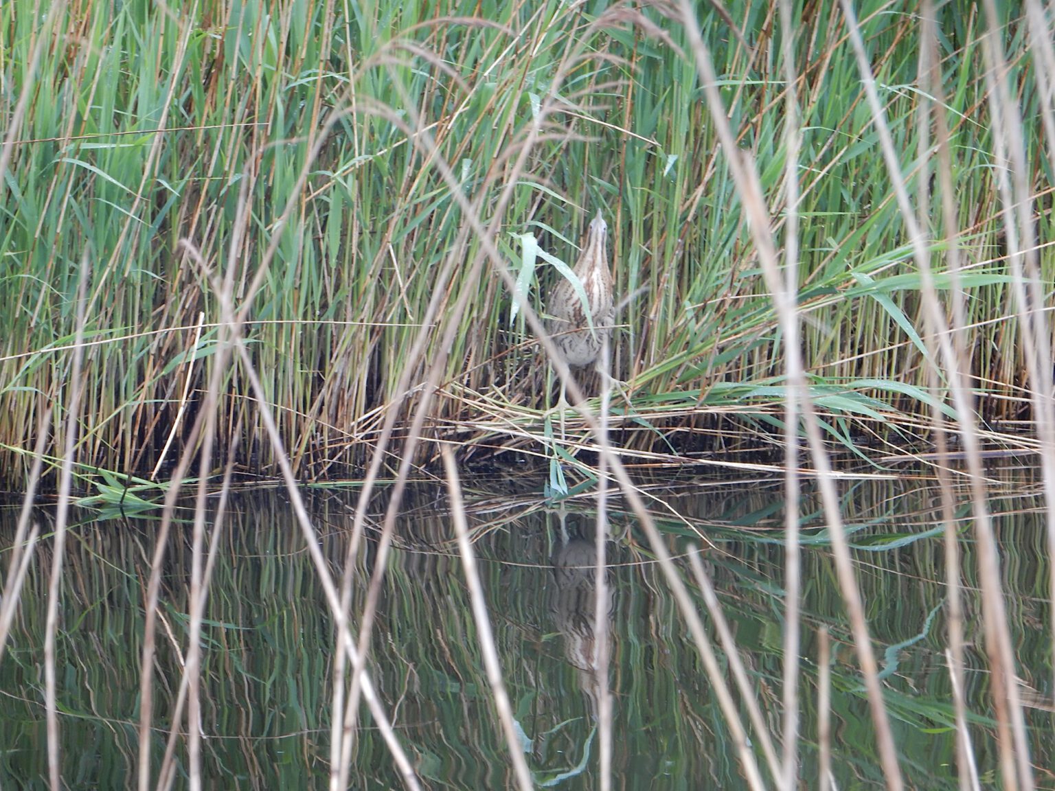 2021 Lutkemeerpolder Roerdomp-20210527_091445