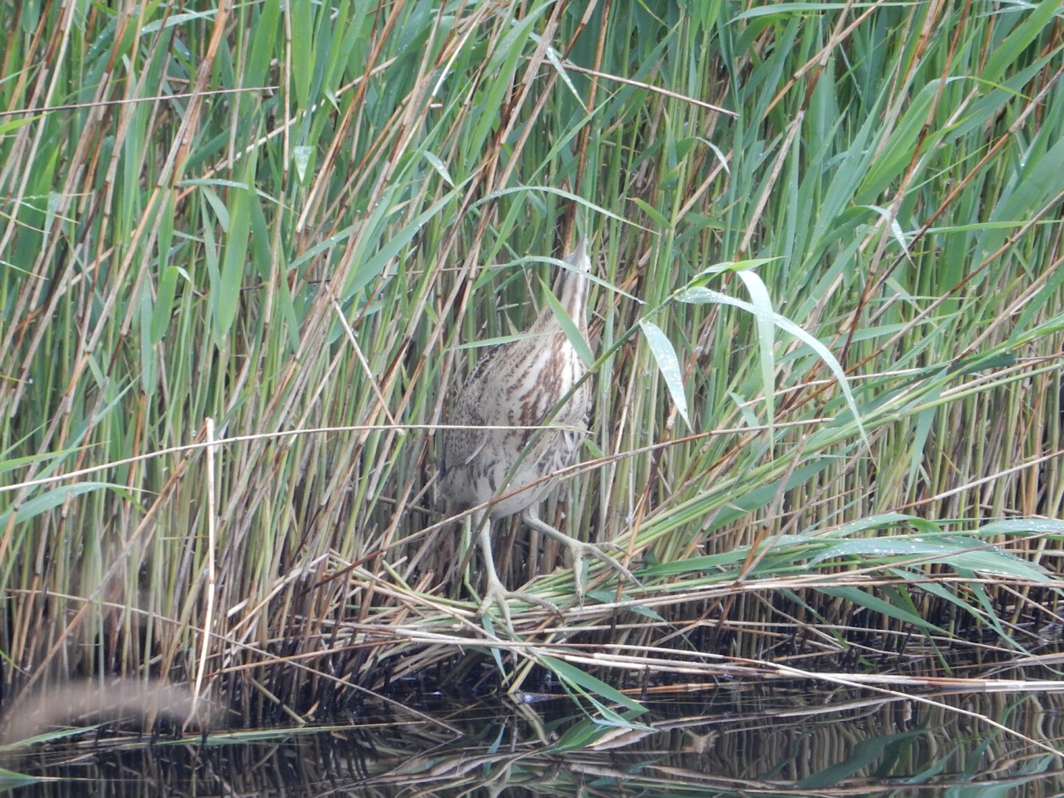 2021 Lutkemeerpolder Roerdomp-20210527_091508